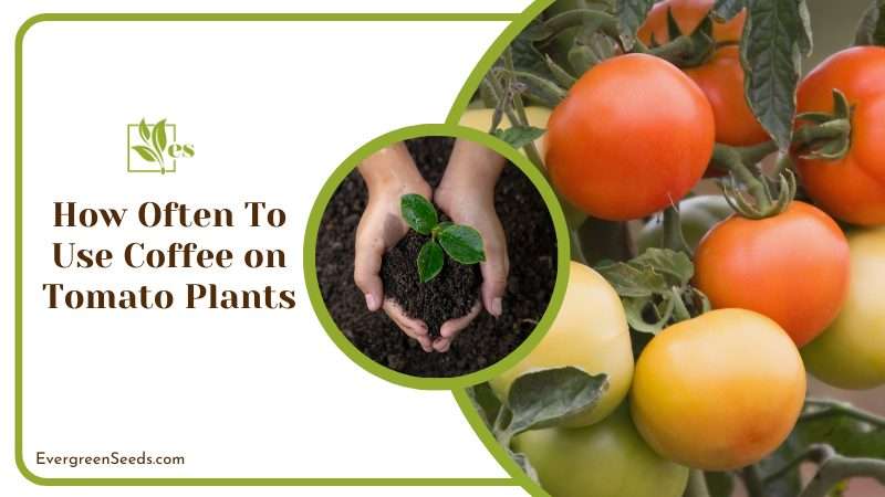 How Often To Use Coffee on Tomato Plants