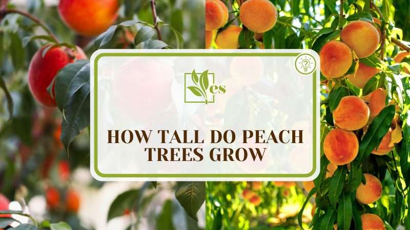 How Tall Do Peach Trees Grow