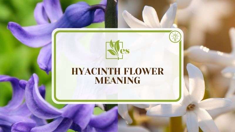Hyacinth Flower Meaning