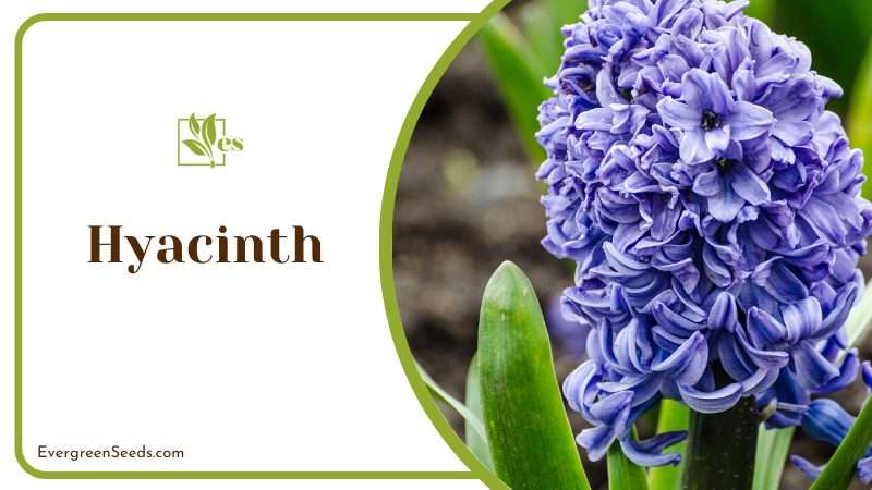 Hyacinth considered deer and squirrel resistant flowers