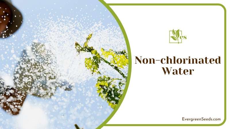 Importance of Using Non Chlorinated Water