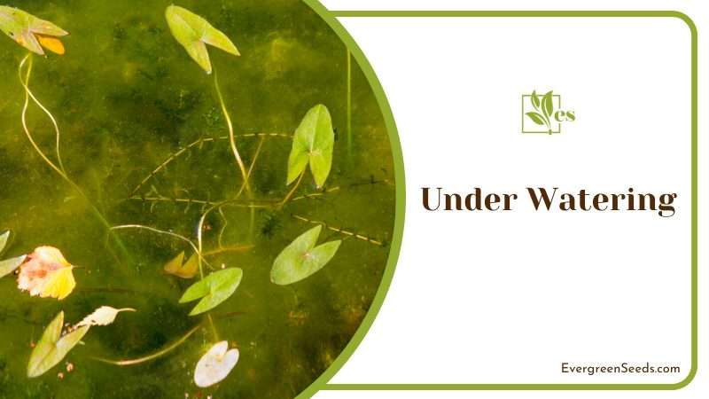 Indicators of an Under Watering