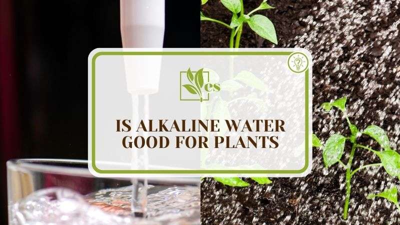 Is Alkaline Water Good For Plants