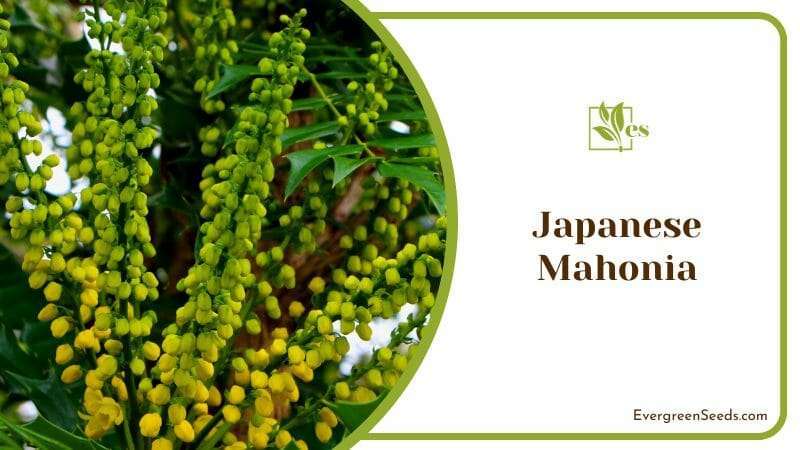 Japanese Mahonia Blooms in Tree