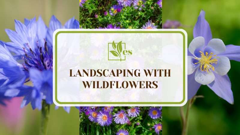 Landscaping With Wildflowers