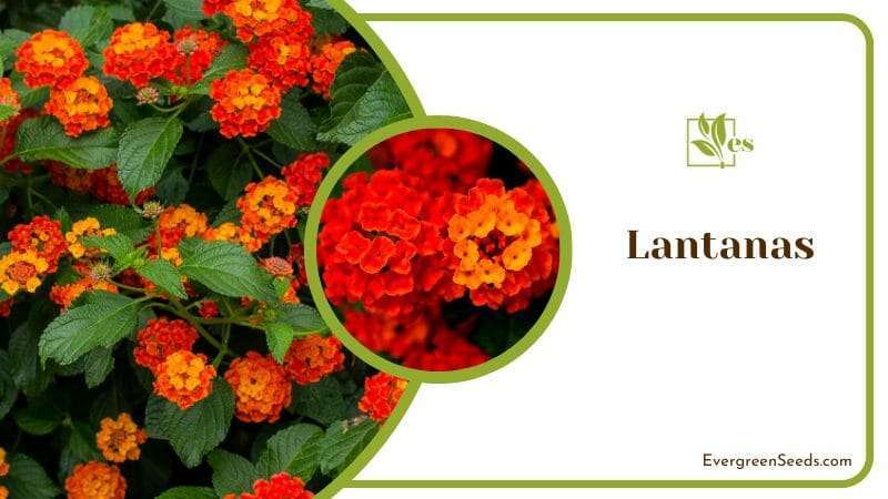 Lantana Flowers with Green Leaves