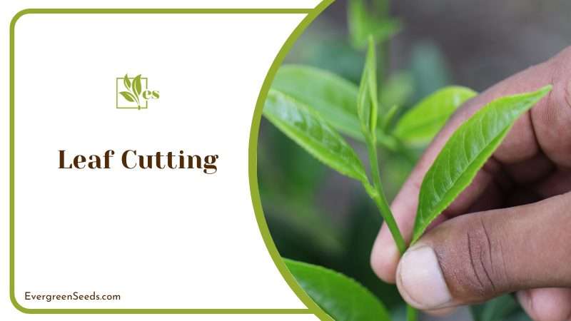 Leaf Cutting