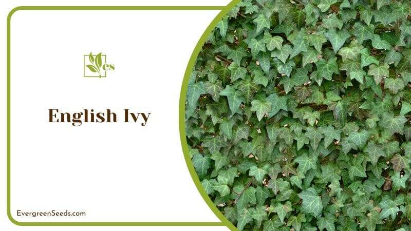 Leaves of English Ivy Plants on Wall