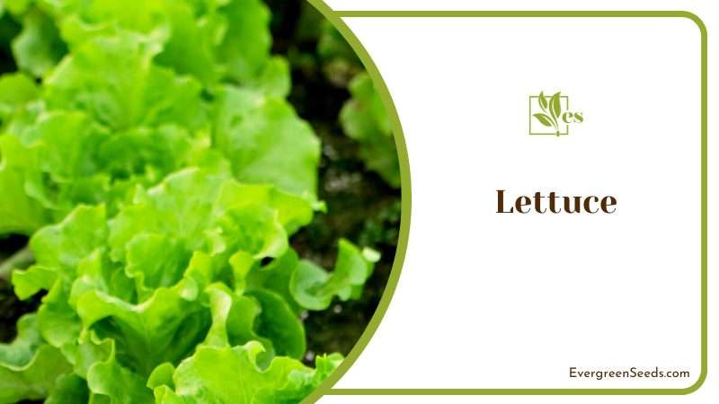 Lettuce on Vegetable Beds