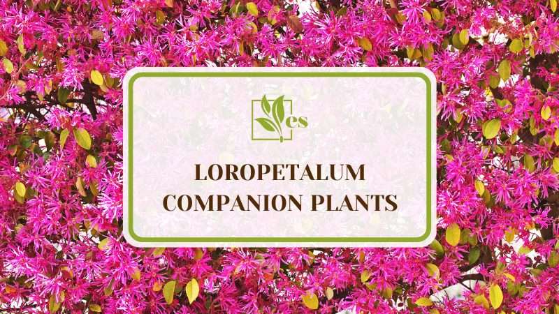 Loropetalum Companion Plants