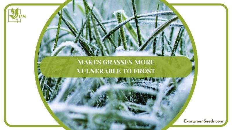 Makes Grasses More Vulnerable to Frost