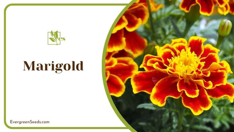Marigold pungent smell