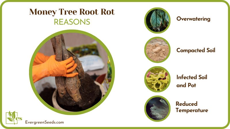 Money Tree Root Rot Origin