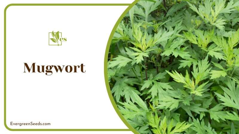 Mugwort grow in gardens for natural pest control