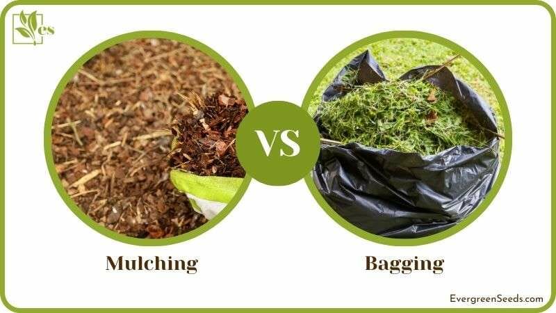 Mulching vs Bagging Grass Clippings