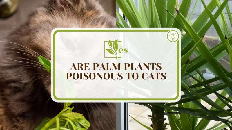 Non Toxic Palm Trees for Cats