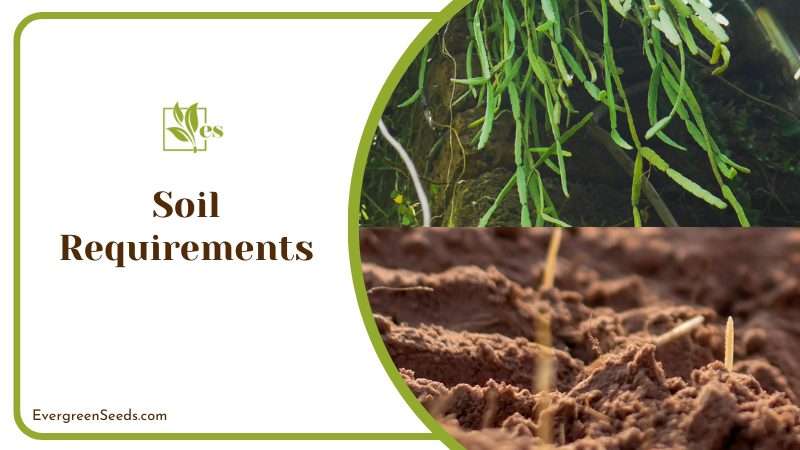 Nutrient Rich Soil for Rhipsalis Paradoxa