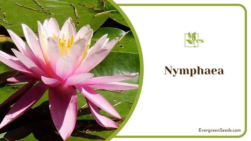 Nymphaea or Water Lily Blooms