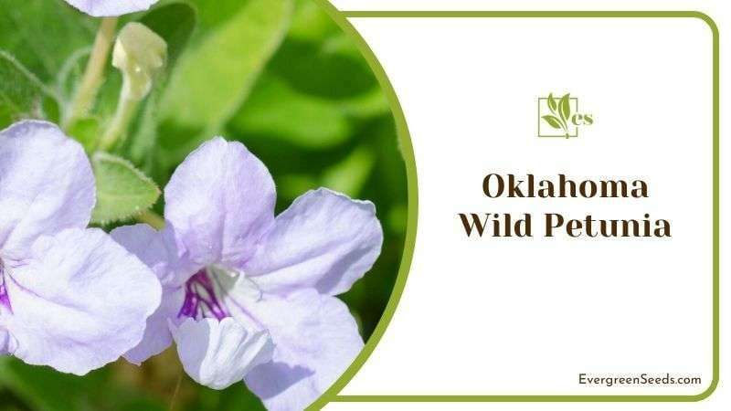 Oklahoma Wild Petunia