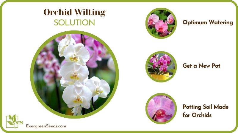 Orchid Wilting Solution
