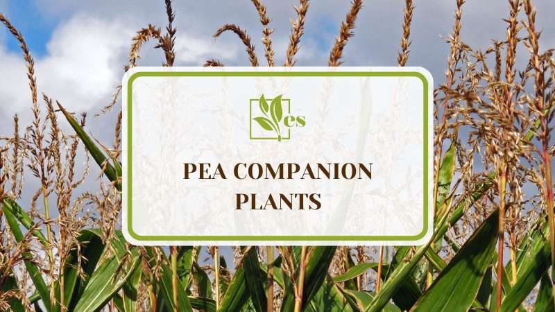 Pea Companion Plants