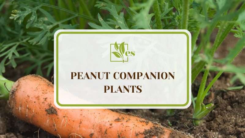 Peanut Companion Plants