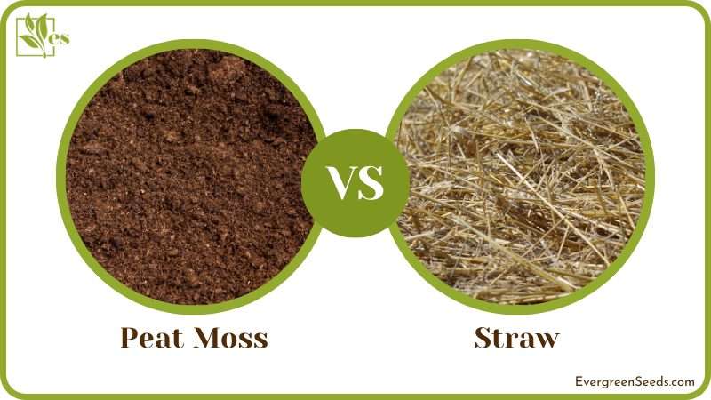 Peat Moss or Straw