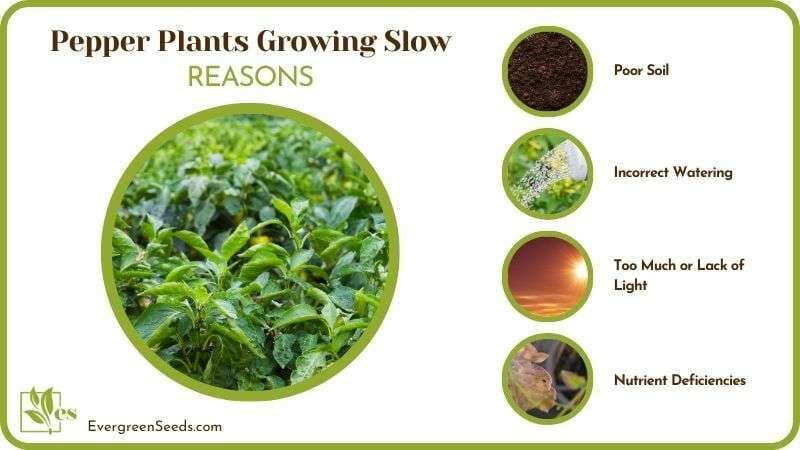 Pepper Plants Growing Slow Reasons