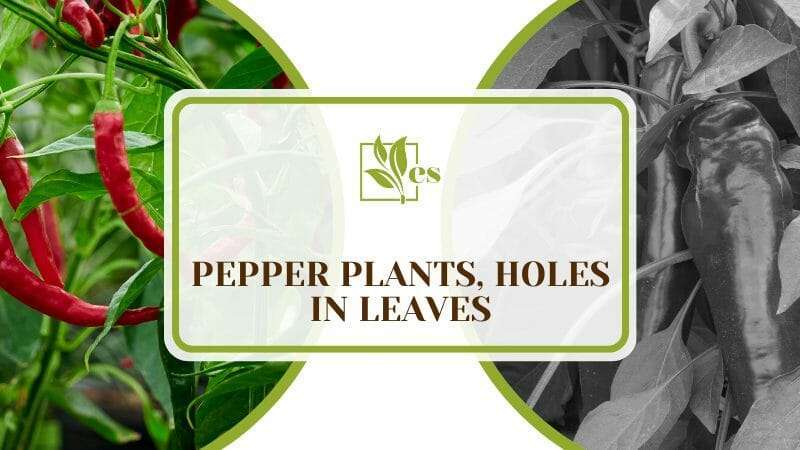 Pepper Plants, Holes in Leaves