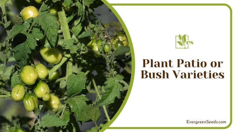 Plant Patio or Bush Varieties grow well in containers