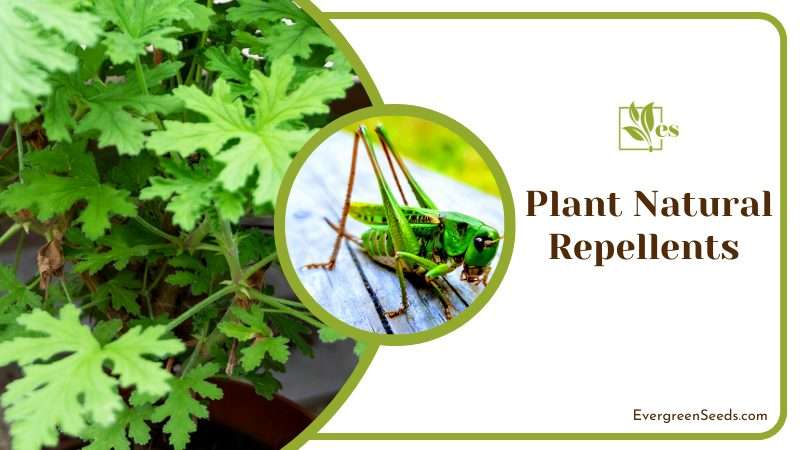 Planting Natural Repellents 