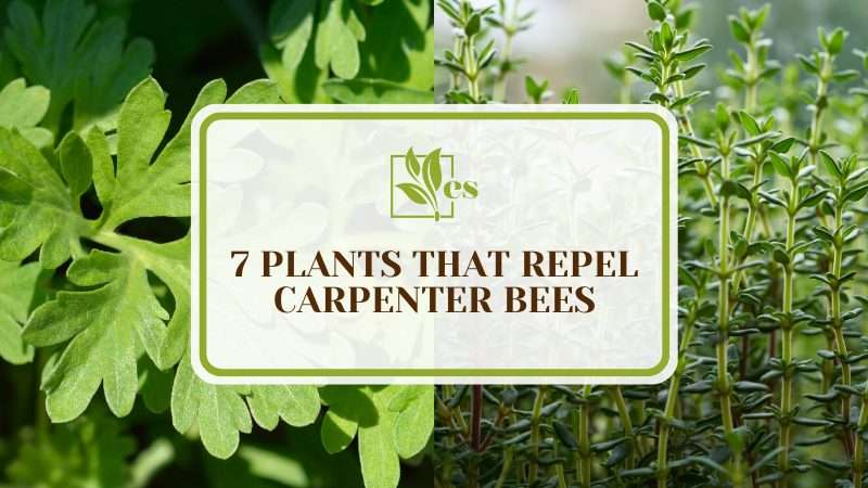 Plants That Repel Carpenter Bees