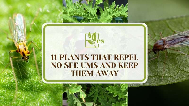 Plants That Repel No See Ums