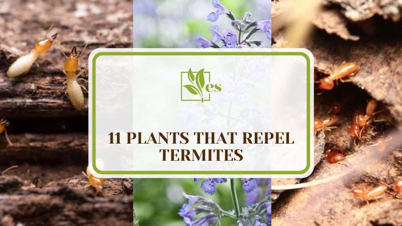 Plants That Repel Termites
