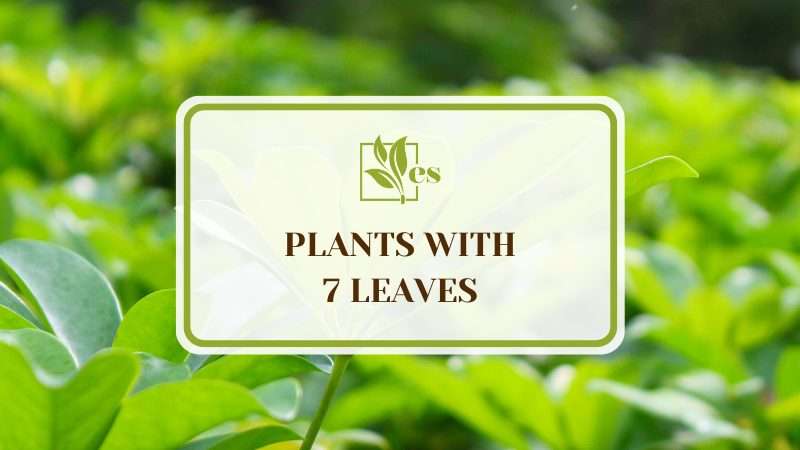 Plants With 7 Leaves