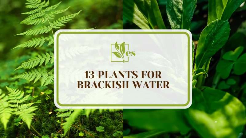 Plants for Brackish Water