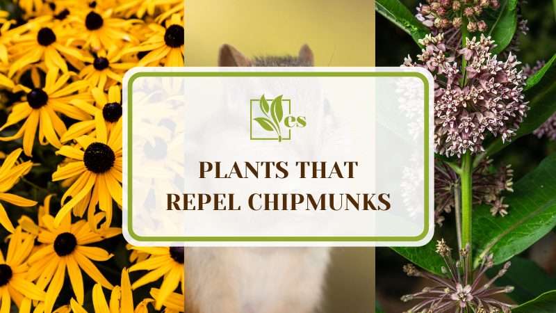 Plants that Repel Chipmunks