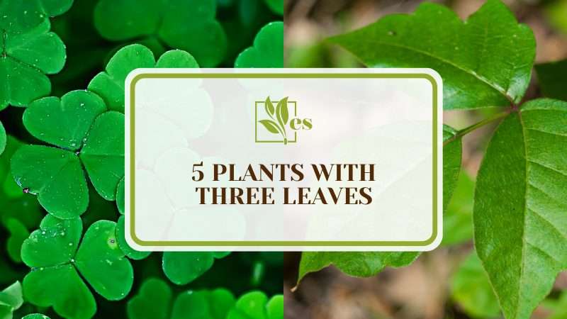 Plants with Three Leaves