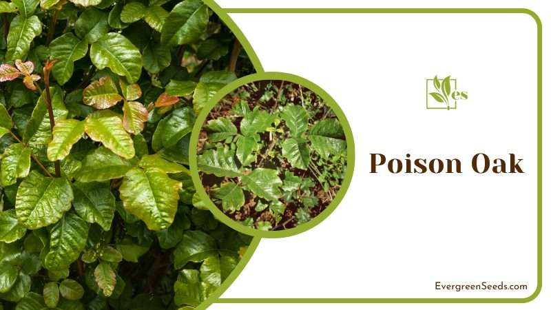 Poison Oak poisonous plant for dogs in California