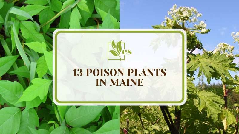Poison Plants in Maine