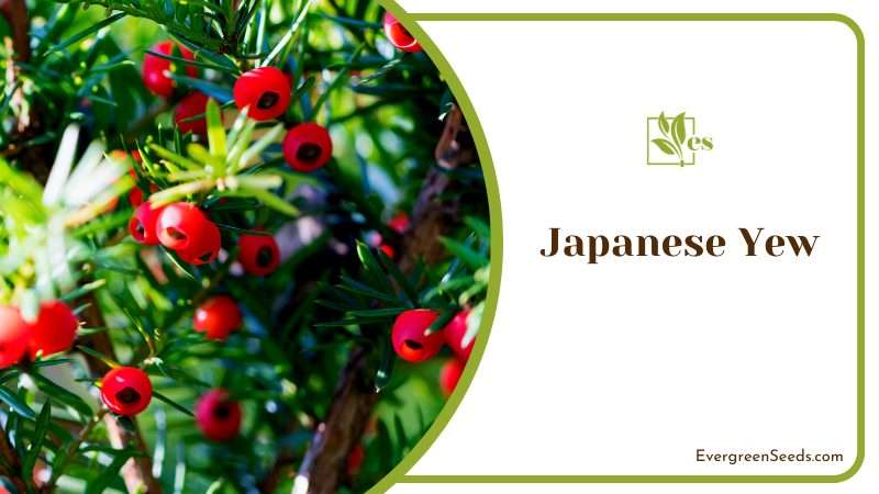 Poisonous Japanese Yew Trees