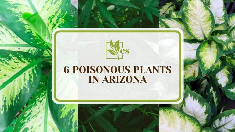 Poisonous Plants In Arizona