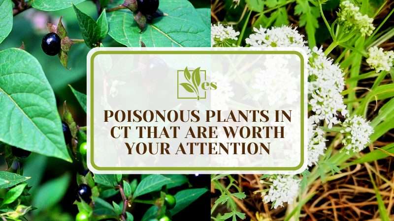 Poisonous Plants in Connecticut Worth Watching