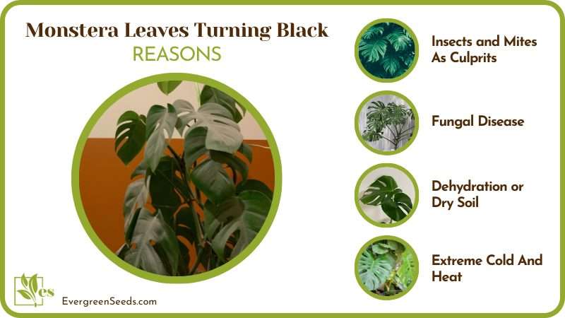 Possible Causes of Monstera Leaves Turning Black