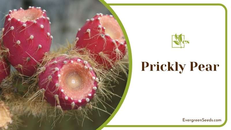 Prickly Pear Specific Needs