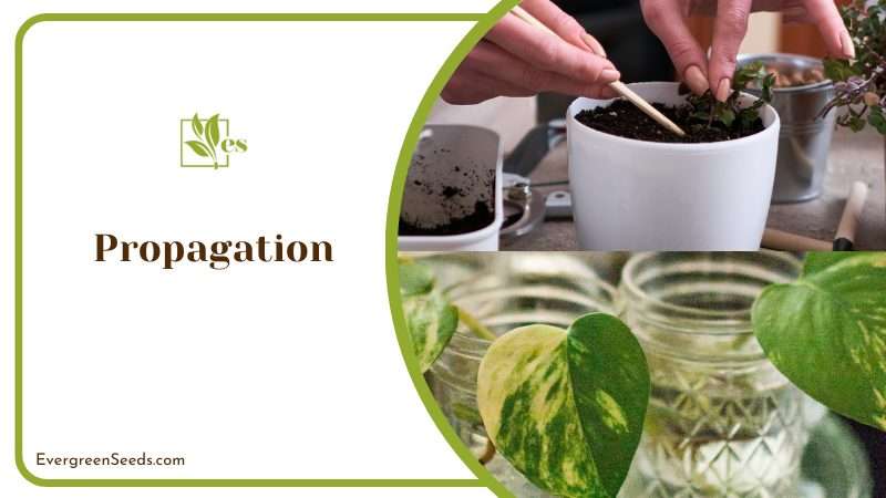 Propagation Methods of Philodendron Plants