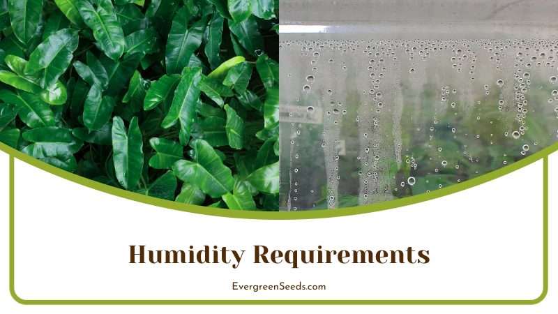 Proper Humidity for Philodendron Plants