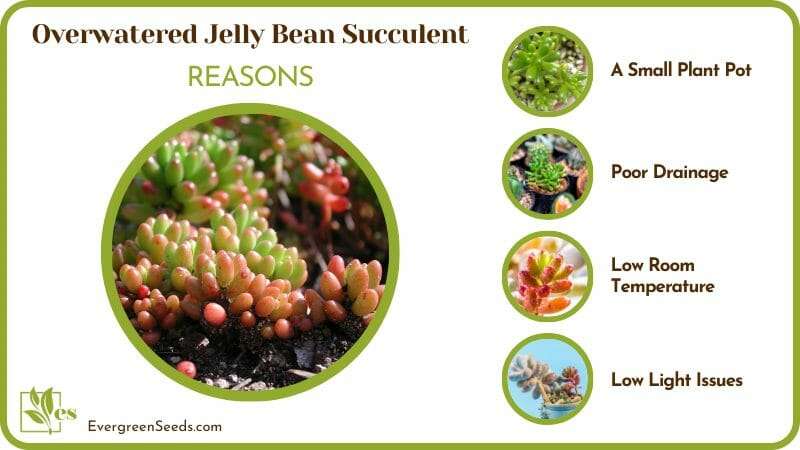 Reasons Overwatered Jelly Bean Succulent