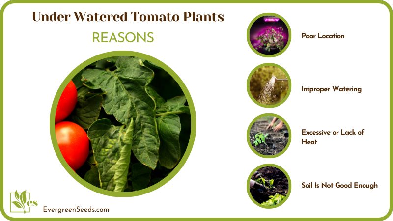Reasons for Under Watered Tomato Plants