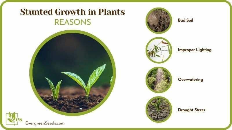 Reasons of Stunted Growth in Plants